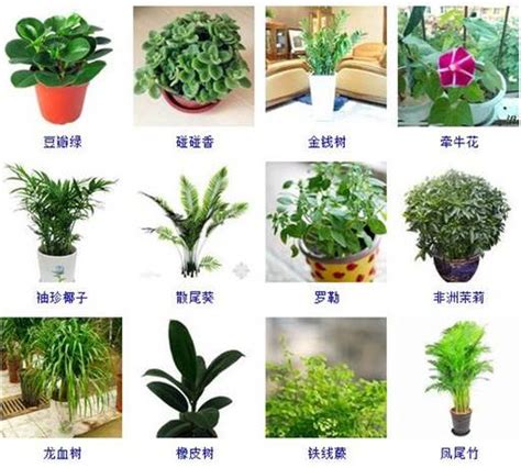 室内植物名称|室内植物大全附图